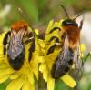 Andrena nitida